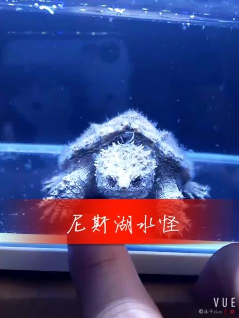 快手频现水怪视频,是真实生物还是特效造假?背后藏着什么流量密码?