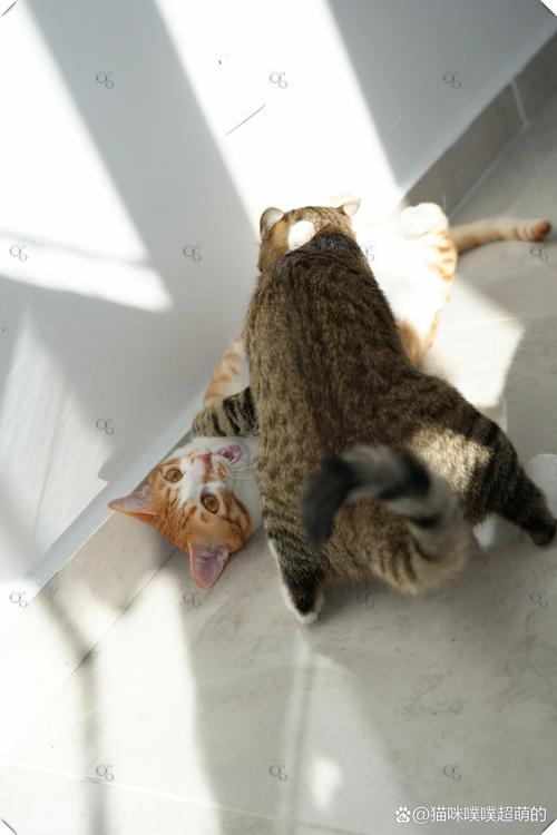 抖音 拍打猫 背景音