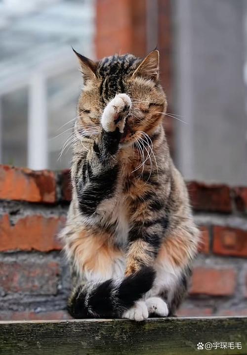 抖音 拍打猫 背景音