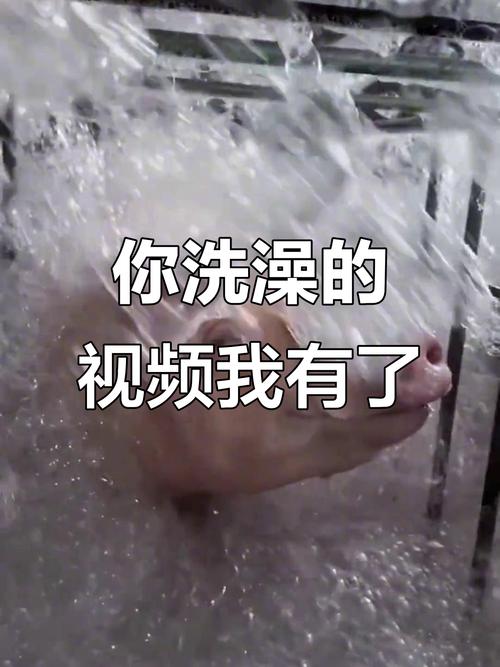 抖音洗澡被直播抖音号背后,隐私边界何在?平台监管为何屡失守?用户该如何自保?