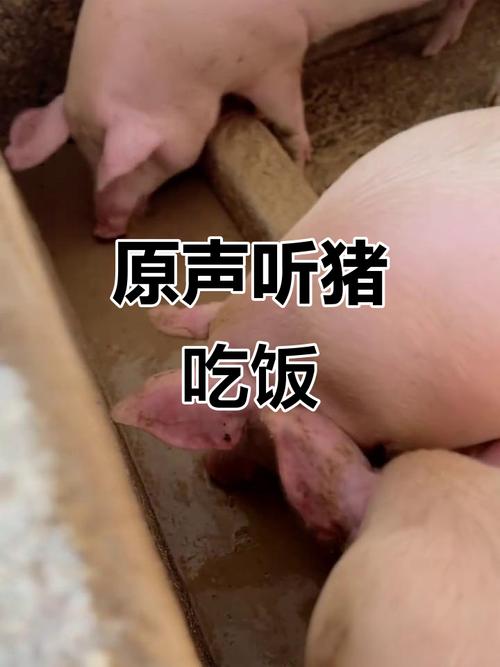 抖音小猪吃东西抖音号为何能吸引百万粉丝?背后藏着怎样的萌宠经济密码?