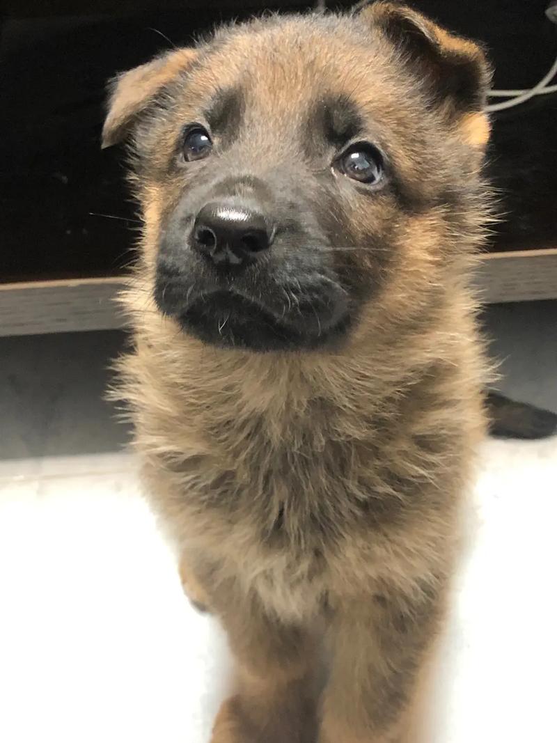 抖音黑脸小四抖音号为何爆火?他的黑脸造型背后藏着什么故事?