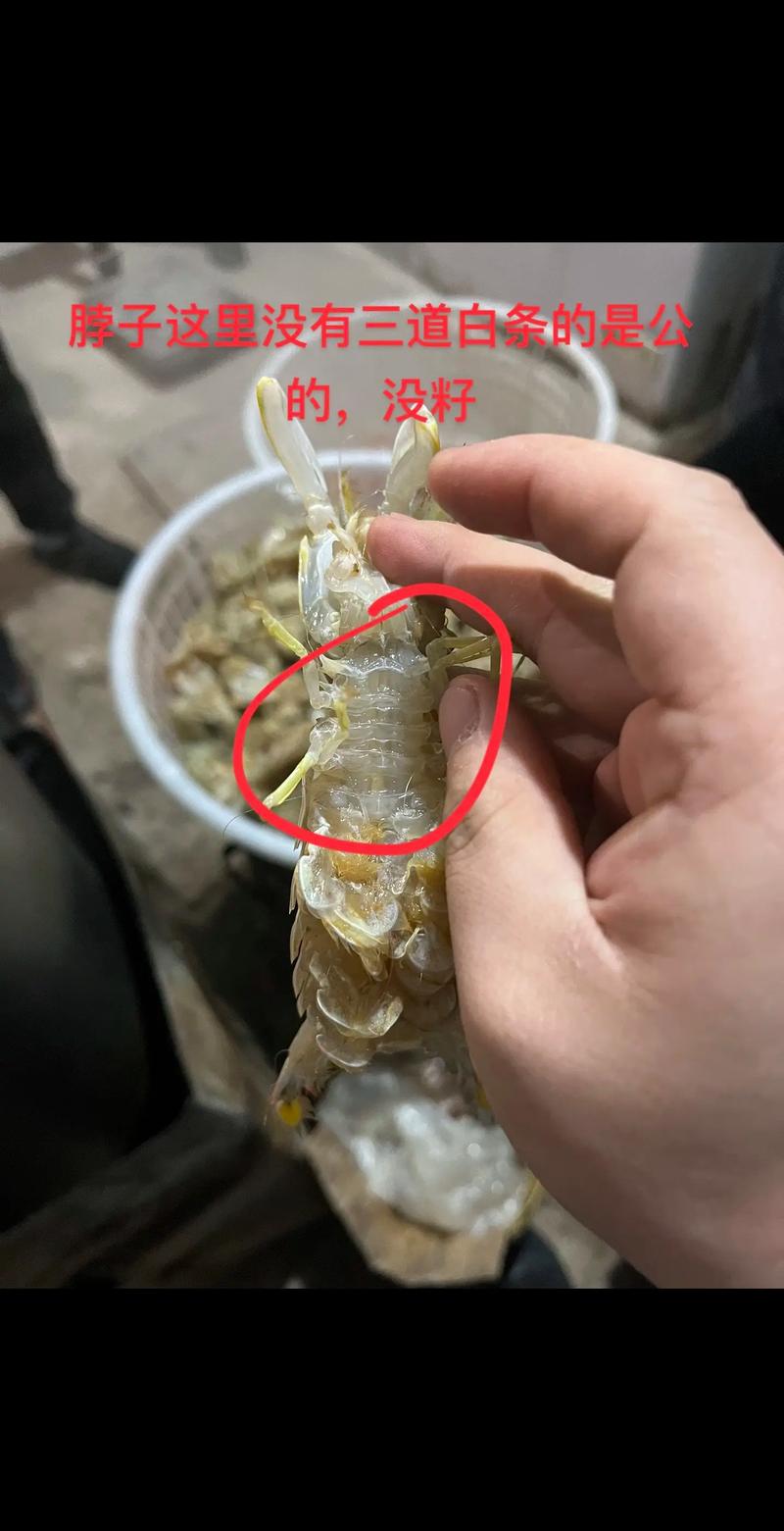 皮皮虾与抖音的核心差异究竟在哪里？它们分别抓住了用户怎样的心理需求？