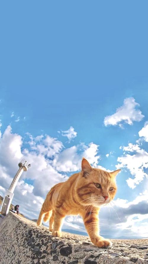 抖音最近爆火的照片为何能引发全民模仿热潮？背后藏着哪些流量密码？