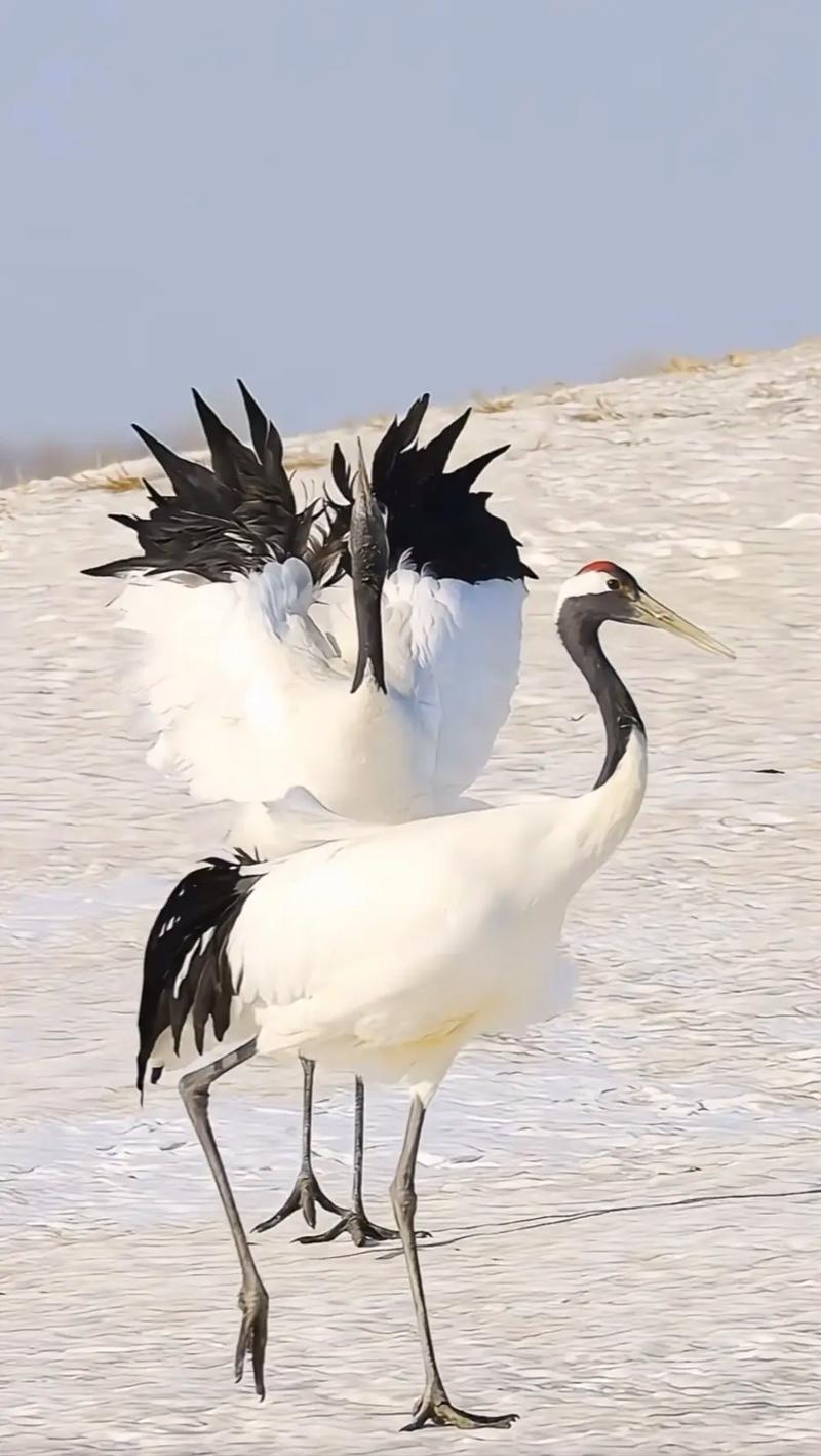 快手东北一只鹤整人是啥神秘套路？为啥这东北鹤整人视频能火全网？
