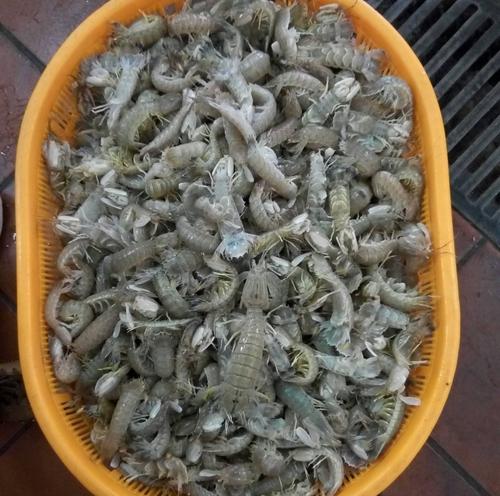 快手上的皮皮虾谁唱的