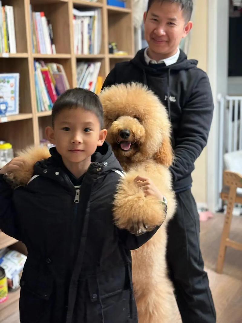 快手崽胖子泰迪和崽爸的日常故事背后，藏着怎样的温馨互动与成长秘密？