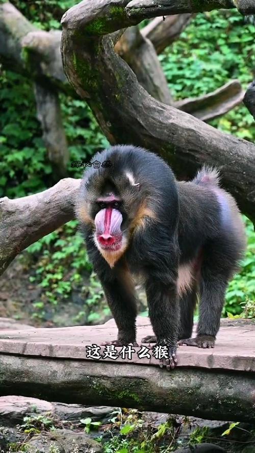 快手里养的猴子都是什么品种？背后隐藏着哪些不为人知的秘密？