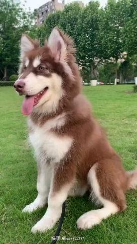 为什么阿拉斯加快手要拆解枕头？背后藏着怎样的生存智慧或行业秘密？