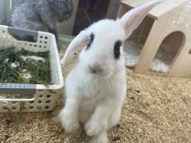 快手平台上的乖乖兔究竟是哪个地区的博主？她的账号背景和个人资料透露了哪些地域线索？