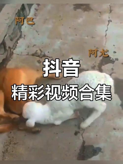 抖音短视频在线观看，如何高效找到想看的优质内容？平台算法会推送你真正感兴趣的视频吗？