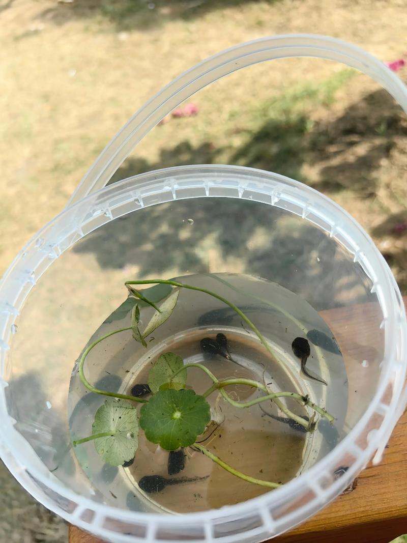 蝌蚪与抖音游戏碰撞,背后藏着怎样的用户心理与平台逻辑?