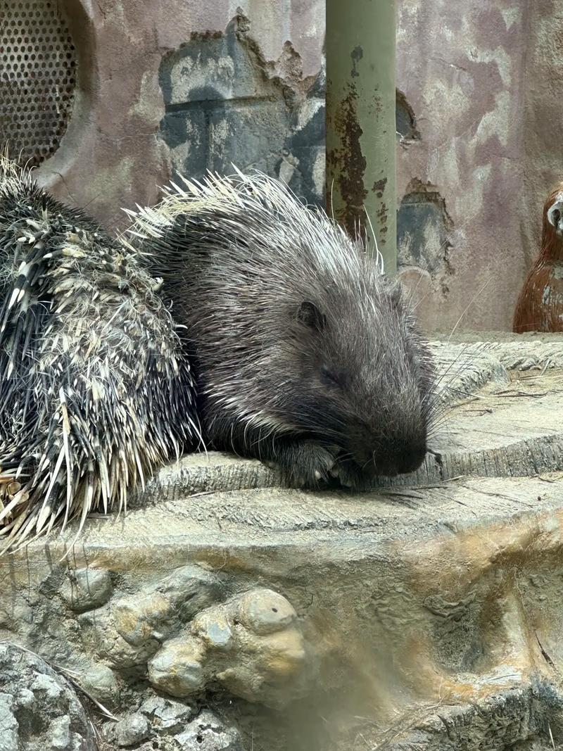 抖音1001现象背后，藏着怎样的流量密码与用户心理密码？