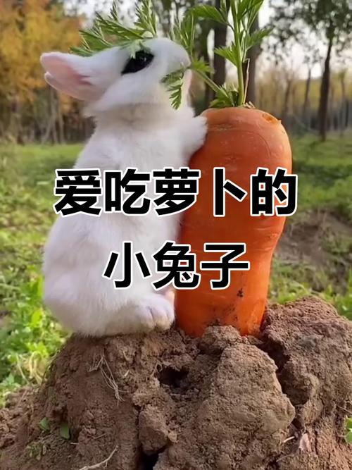 抖音上萝卜兔子为何能火？是萌宠治愈还是内容创新？