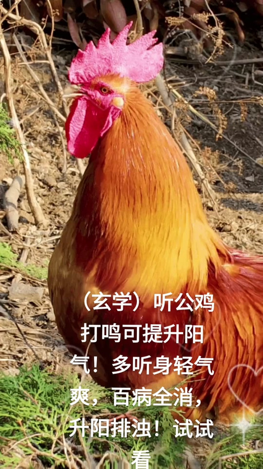 抖音上爆火的鸡叫音乐为何能成洗脑神曲？背后藏着怎样的流量密码？