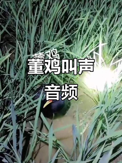 抖音上爆火的鸡叫音乐为何能成洗脑神曲?背后藏着怎样的流量密码?