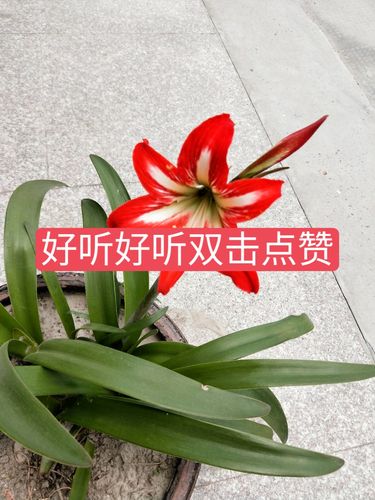 快手双击评论有什么用