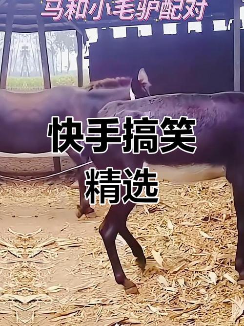 如何在快手海量内容中快速定位优质搞笑视频？这些内容又为何能精准戳中大众笑点？