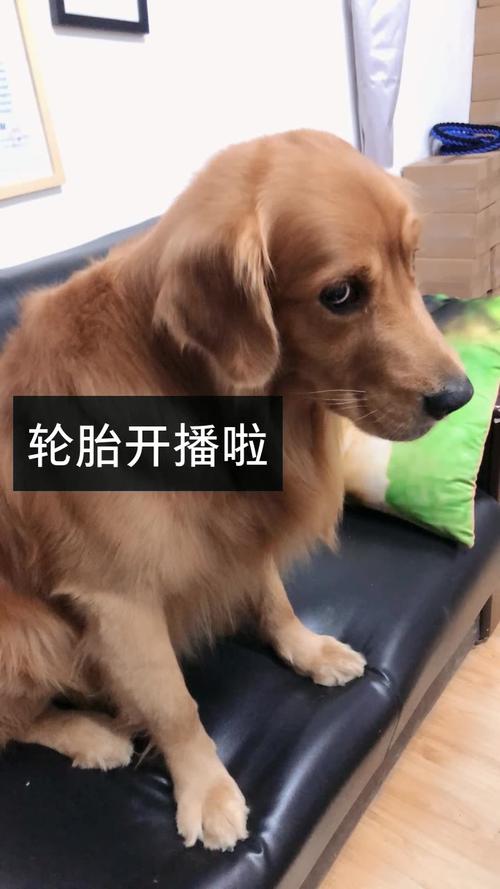 快手轮胎上的节目是什么内容?轮胎品牌为何选择快手平台?节目形式有哪些创新点?